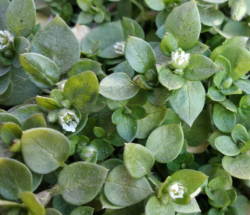 Stellaria media