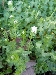 Galium samuelssonii