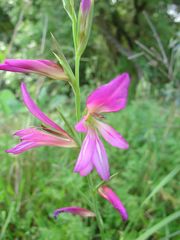 Gladiolus illyricus