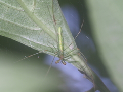 Tetragnatha hasselti