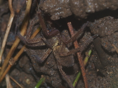 Heteropoda martinae