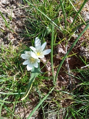 Ornithogalum lanceolatum