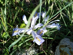 Iris histrio
