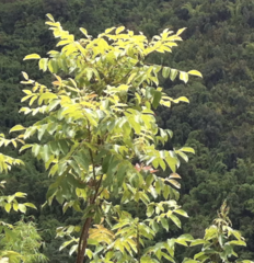 Rhus javanica