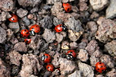 Coccinella algerica