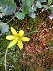 Gagea chlorantha