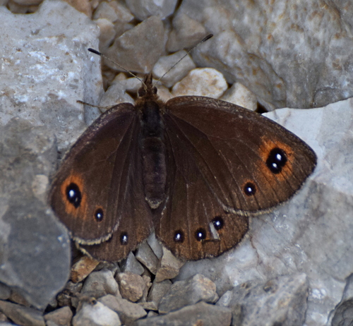 Black Ringlet