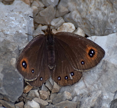 Erebia melas