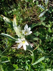 Ornithogalum lanceolatum
