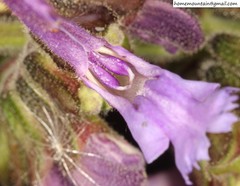 Salvia miltiorrhiza