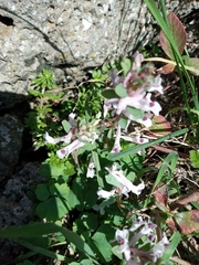 Corydalis triternata