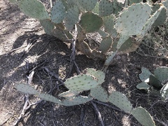 Opuntia discata