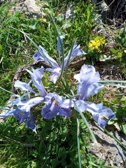 Iris histrio