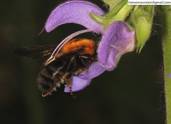 Bombus longipes