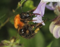 Bombus longipes