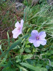 Erodium gruinum