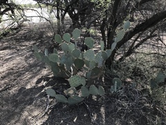 Opuntia discata