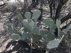 Opuntia discata