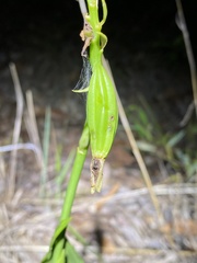 Eulophia cernua