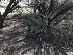Opuntia discata