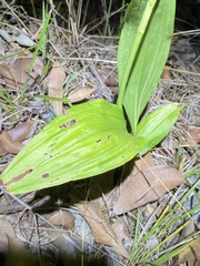 Eulophia cernua