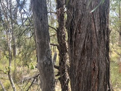 Lysicarpus angustifolius