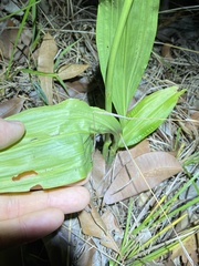 Eulophia cernua