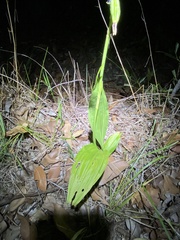 Eulophia cernua