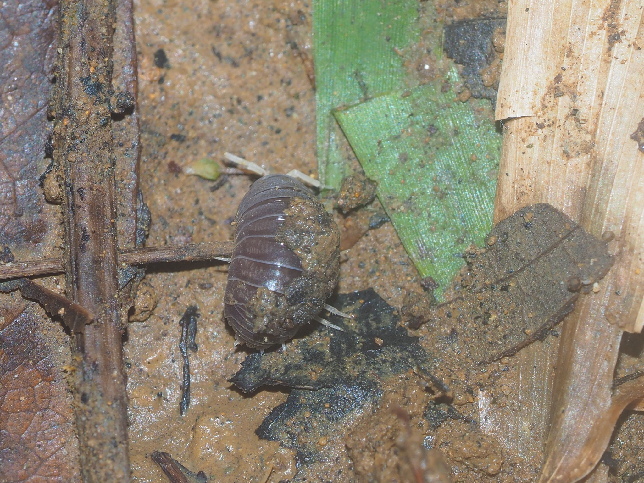 Eubelidae