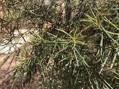 Lysicarpus angustifolius