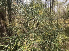 Lysicarpus angustifolius