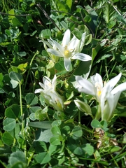 Ornithogalum lanceolatum