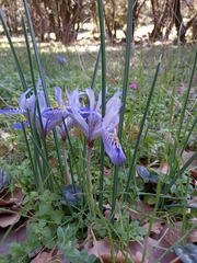 Iris histrio