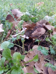 Corydalis triternata