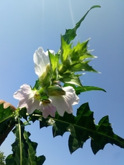 Acanthus montanus