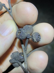 Eucalyptus tindaliae