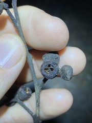 Eucalyptus tindaliae