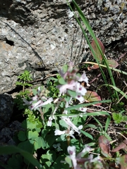 Corydalis triternata