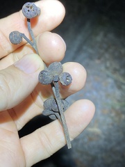 Eucalyptus tindaliae