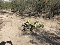 Opuntia confusa