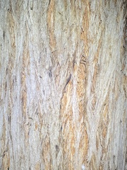 Eucalyptus tindaliae