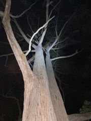 Eucalyptus tindaliae