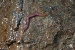 Hesionidae