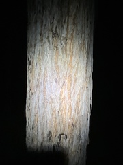 Eucalyptus tindaliae