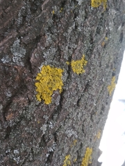 Xanthoria parietina