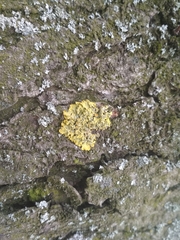 Xanthoria parietina