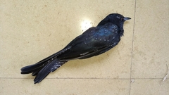 Surniculus dicruroides