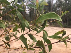 Acacia julifera