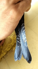 Surniculus dicruroides