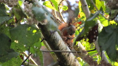Sciurus granatensis